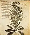 Wilde Kardendistel (Blatt&nbsp;100&nbsp;recto)