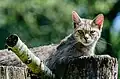 Europäische Wildkatze