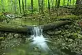 Im Rothwald