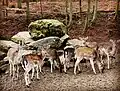 Gruppe von Damhirschen