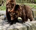 Braunbär