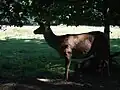 Rothirsch im Wildpark