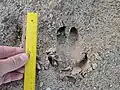 Wildschwein Trittsiegel
