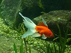 Goldfisch Alien des Jahres 2019 in Österreich