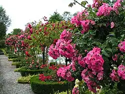 Rosarium 53,542°&nbsp;N, 8,1073°&nbsp;O53.5428.1073