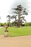 Parkblick mit Libanonzeder