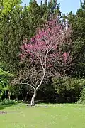 Blühender Baum