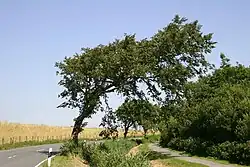 „Windlooper“ nahe Esens in Ostfriesland