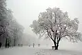 Normafa im Winter