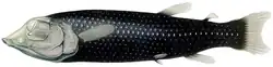 Gespensterfisch (Winteria telescopa)