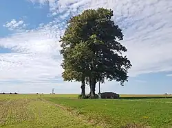 2 Winterlinden mit Feldkreuz südl. Elchingen auf dem Härtsfeld