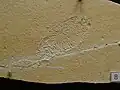 Wirtelalge Goniolina sp.