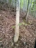 Abgeschabter Baum