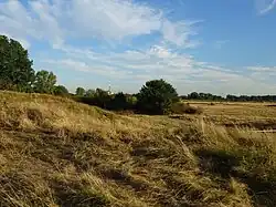 Wisseler Dünen