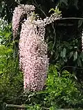 Rosa blühende Wisteria