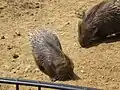 Junges Weißschwanz-Stachelschwein