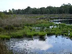 Wittmoor im Sommer