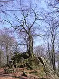 Bewachsener Felsen der Wilhelmsteine