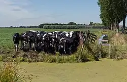 Woerdense Verlaat, Kühe auf der Weide entlang des Bosweg bei Lusthof de Haeck