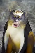 Wolf-Meerkatze (Cercopithecus wolfi)