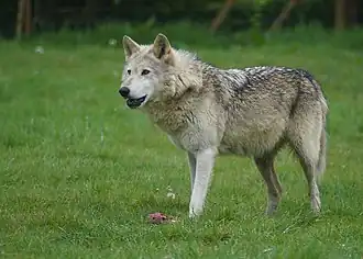 Wolf