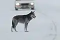 Wolf am U.S. Highway 212 unweit des Lamar River