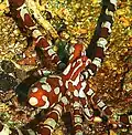 Nahaufnahme des Wunderpus