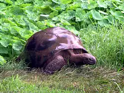 Jonathan, die Schildkröte