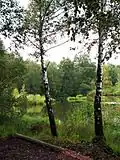 Moorbirken, Rotföhren, Riedweiher (Randbereich)