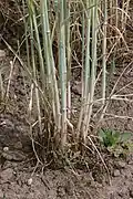 Wurzelbereich des Waldstaudenroggen