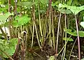 Pestwurzbestand