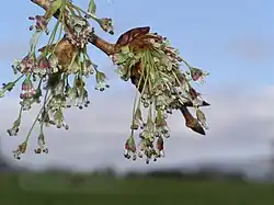 Blüten der Flatterulme