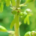 Großes Zweiblatt (Listera ovata), Blüte