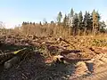 Der Mückenwald nach dem Sturm