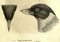 Illustration im Originalartikel aus dem Jahre 1850