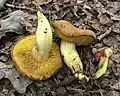 Gelbliche Ziegenlippe Xerocomus chrysonemus