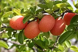Ximenia caffra