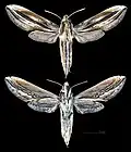 Xylophanes thyelia