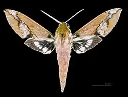 Xylophanes chiron cubanus ♂