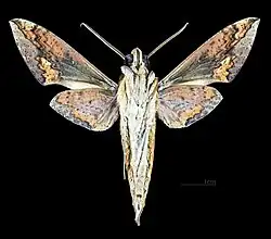 Xylophanes chiron lucianus ♂ △