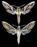 Xylophanes jordani