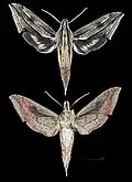 Xylophanes lichyi