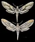 Xylophanes media