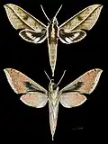 Xylophanes meridanus