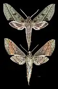 Xylophanes ockendeni