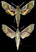 Xylophanes pluto