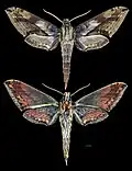 Xylophanes rhodina