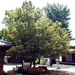 Bodhibaum[A 1]