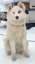 Jakutischer Laika