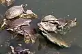 Schildkröten